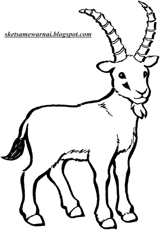 Sketsa Mewarnai Gambar Hewan Domba - Sketsa Mewarnai