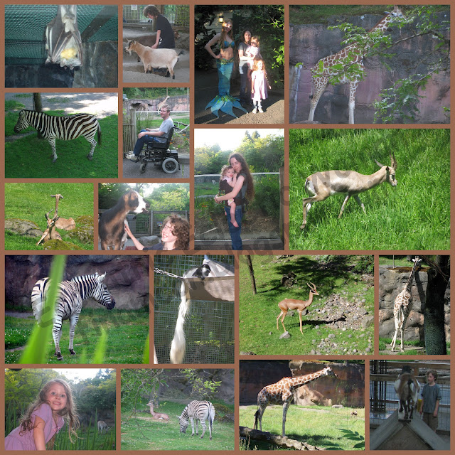 Eccentric Eclectic Woman Oregon Zoo Sunset at the Zoo Event sunsetzoo