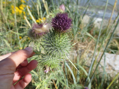 Spear thistle growing at Spanish Banks Beach, Vancouver, BC.