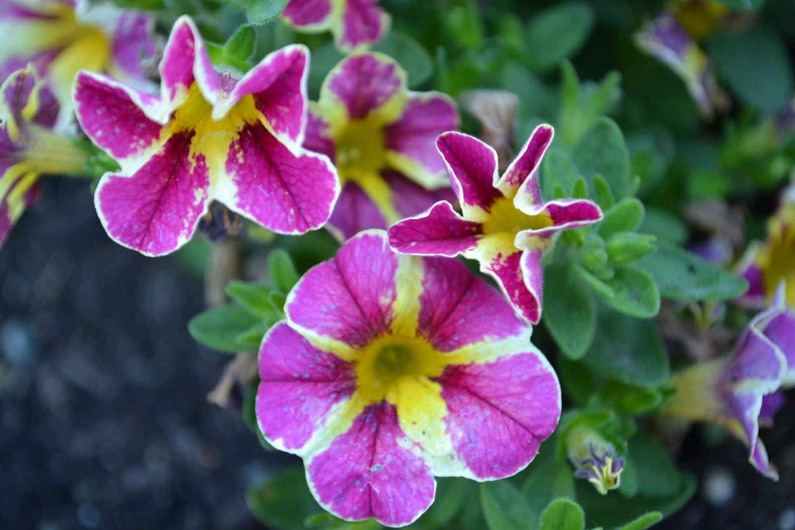Plants Blog Plant Technology 3