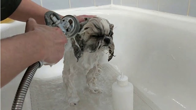 Pode usar shampoo de gente no pelo do shih tzu?