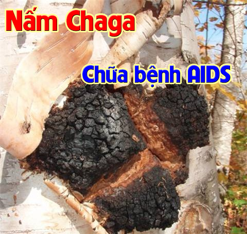 Nấm Chaga chữa bệnh AIDS Nấm Chaga chữa bệnh AIDS