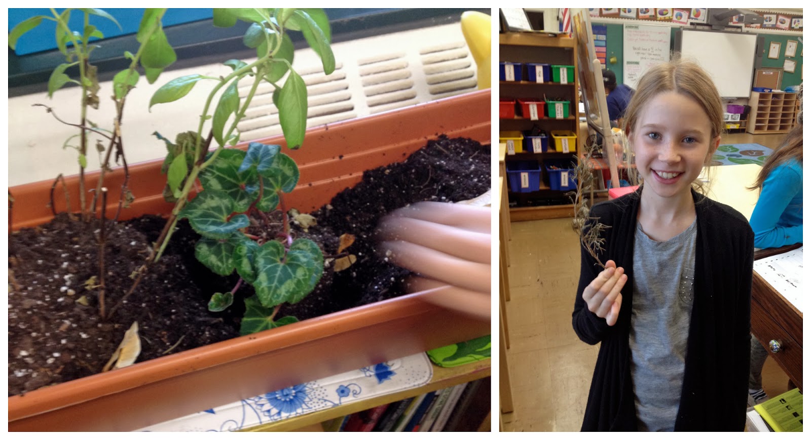 Class 5316 20132014 Spotlight on Classroom Job Botanist