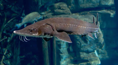 Makanan Lake Sturgeon
