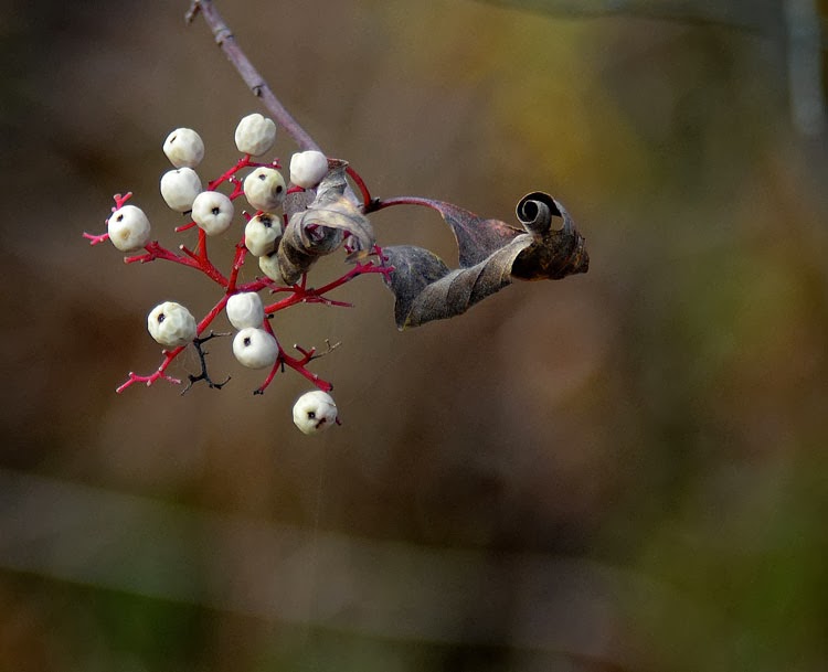 Gray Dogwood (Cornus racemosa) berries 