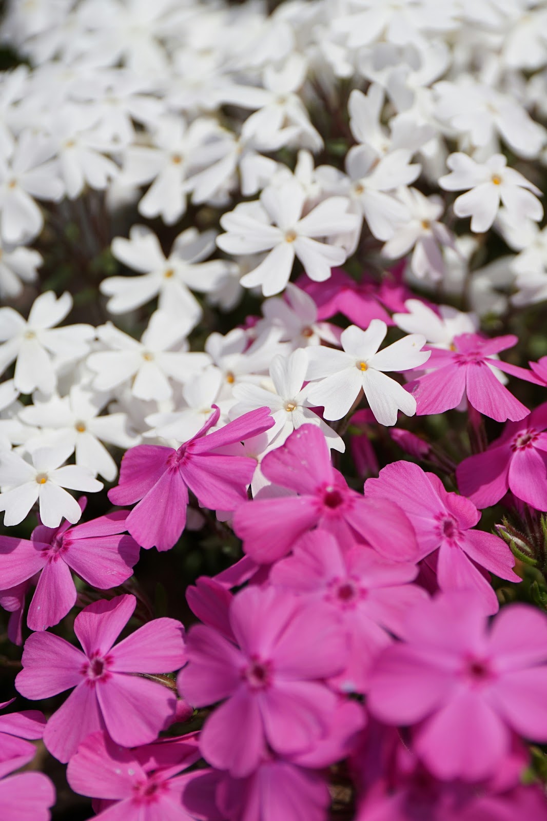 ピンクと白の芝桜
