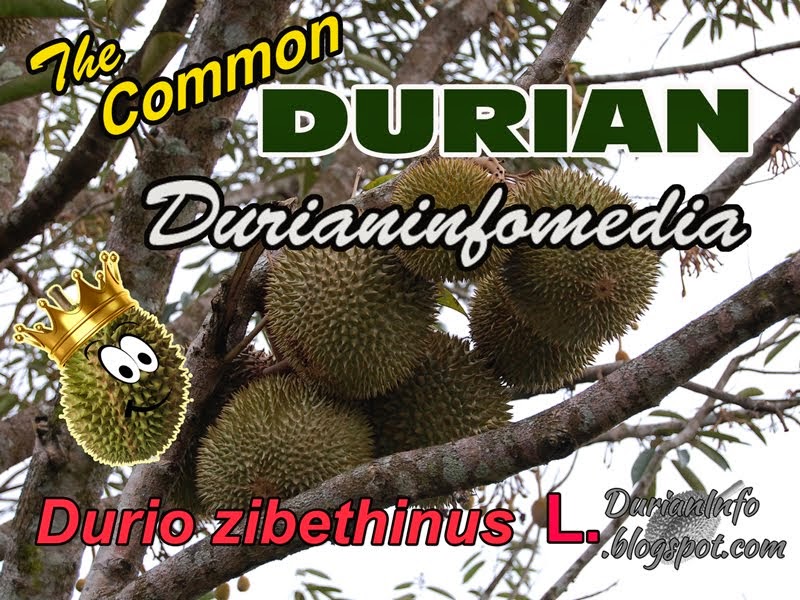 More Durianinfo on The Web