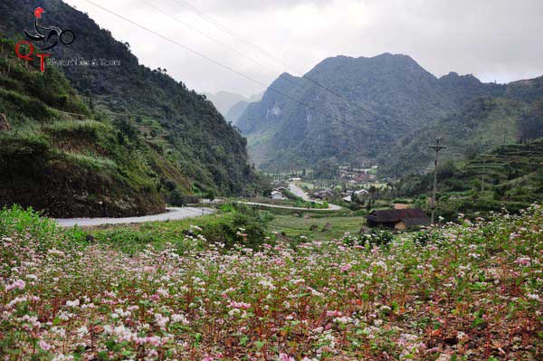 Du lịch Hà Giang với những địa điểm ngắm hoa tam giác mạch đẹp nhất 2