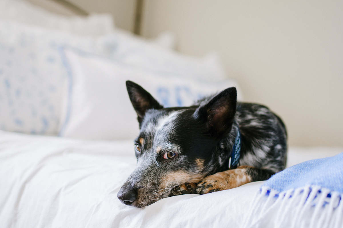 Summer Wind My Cornflower Blue Bedroom