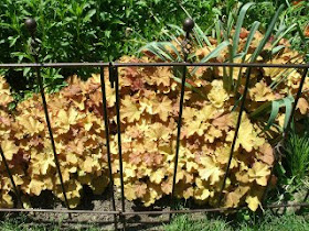 Caramel heuchera behind metal barrier at Paul Kane House gardens by garden muses: a Toronto gardening blog
