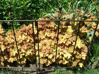 Caramel heuchera behind metal barrier at Paul Kane House gardens by garden muses: a Toronto gardening blog Caramel heuchera behind metal barrier at Paul Kane House gardens by garden muses: a Toronto gardening blog