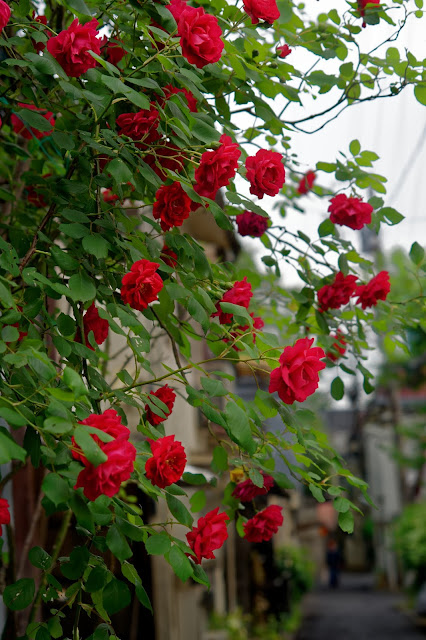 SONY ILCE-9 FE24-240mm F3.5-6.3 OSS(72m) ISO:100 F:5.6 Tv:1/125s