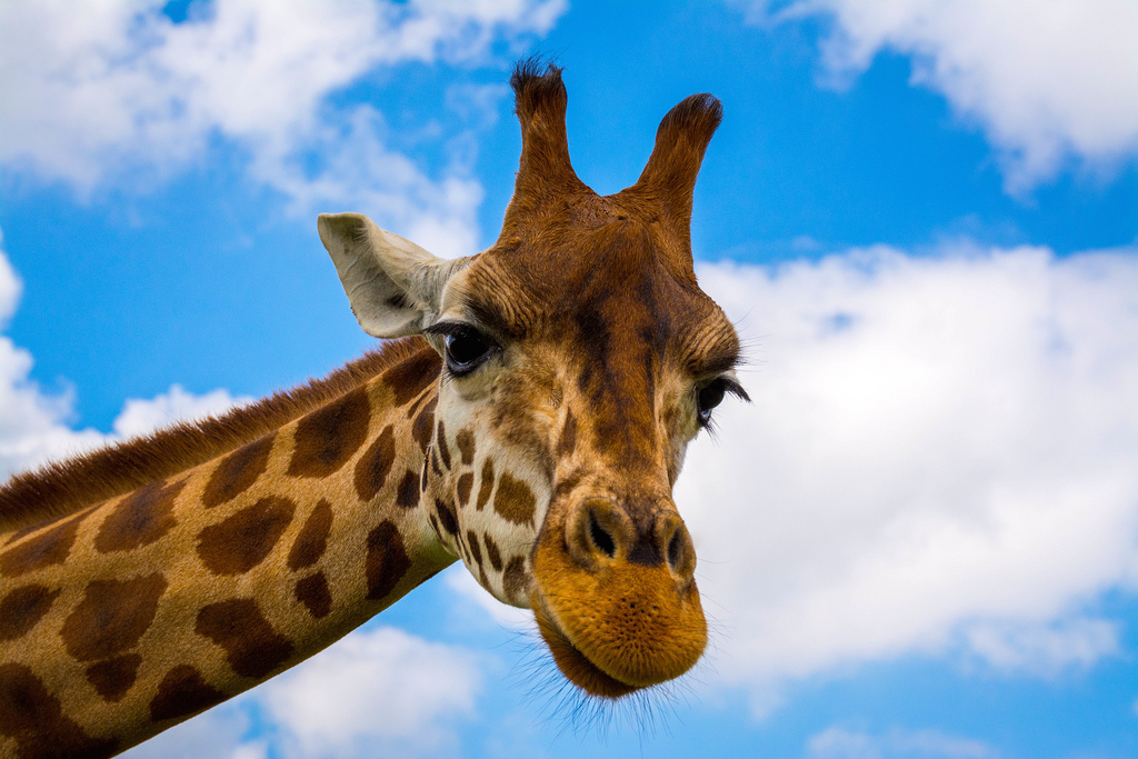 What Are Those Things on Giraffes’ Heads? The Ark In Space