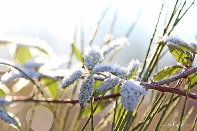 Winterzauber stempel-einfach by Sylwia Schreck Winter by Sylwia Schreck