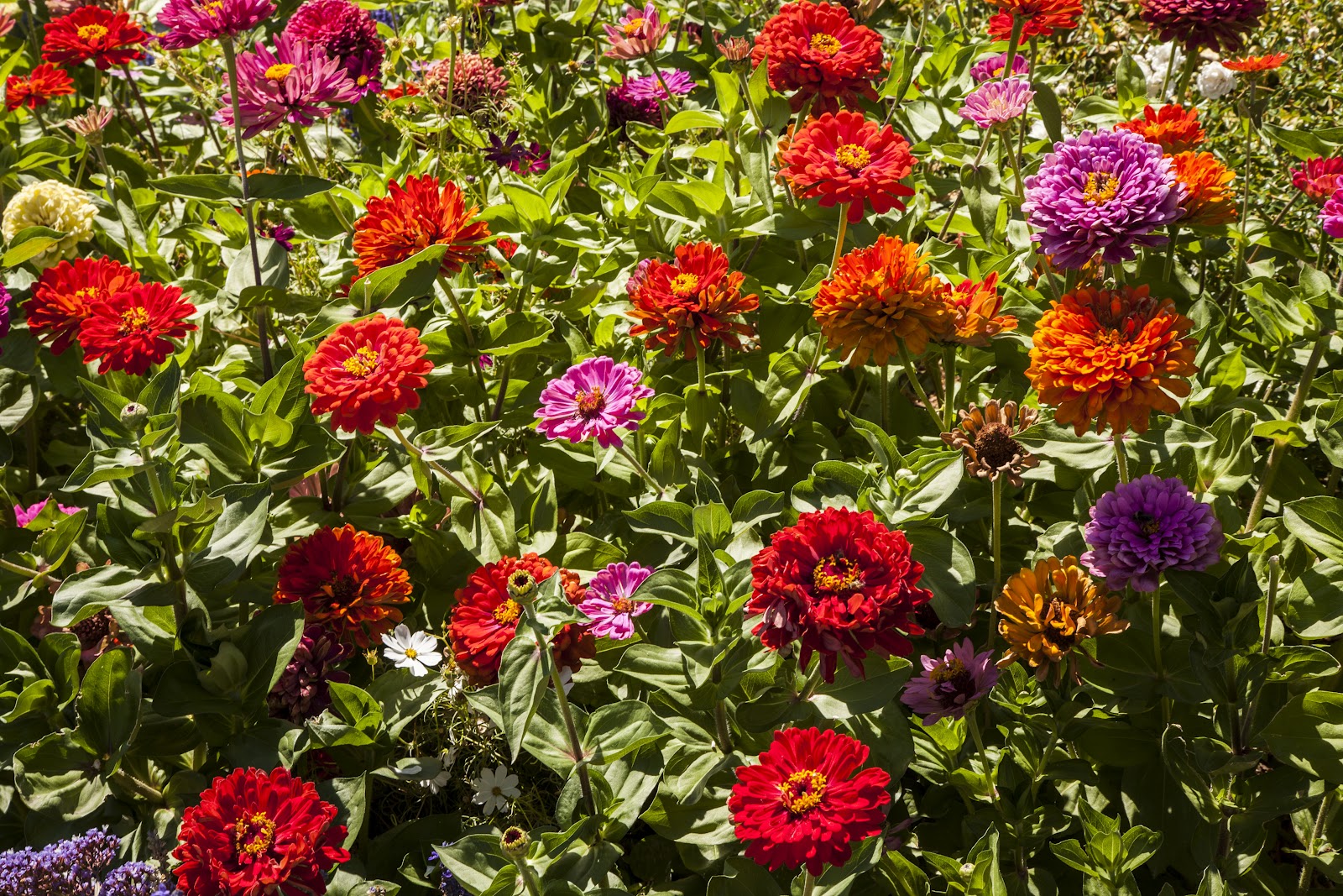 Walking Arizona Zinnias