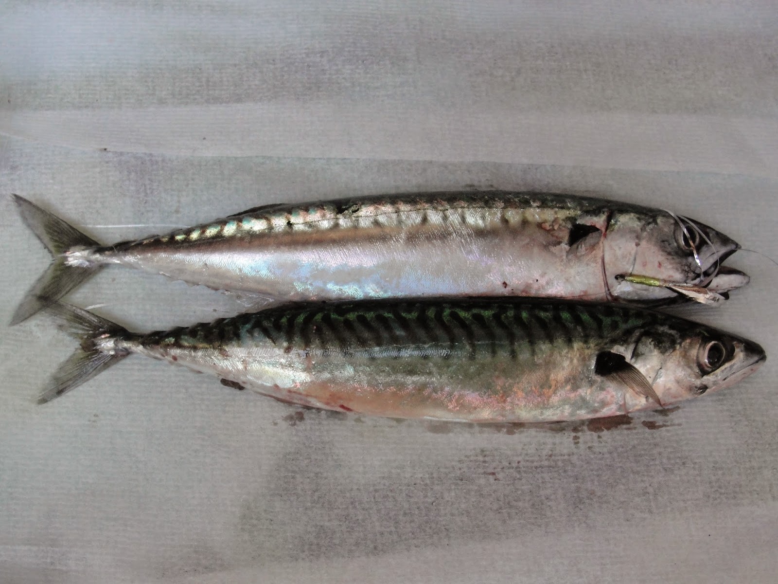 The Outdoor Traditionalist Homemade Mackerel Lures and Traps