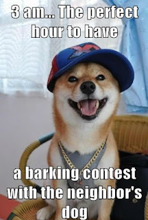 Dog Memes Dog Memes