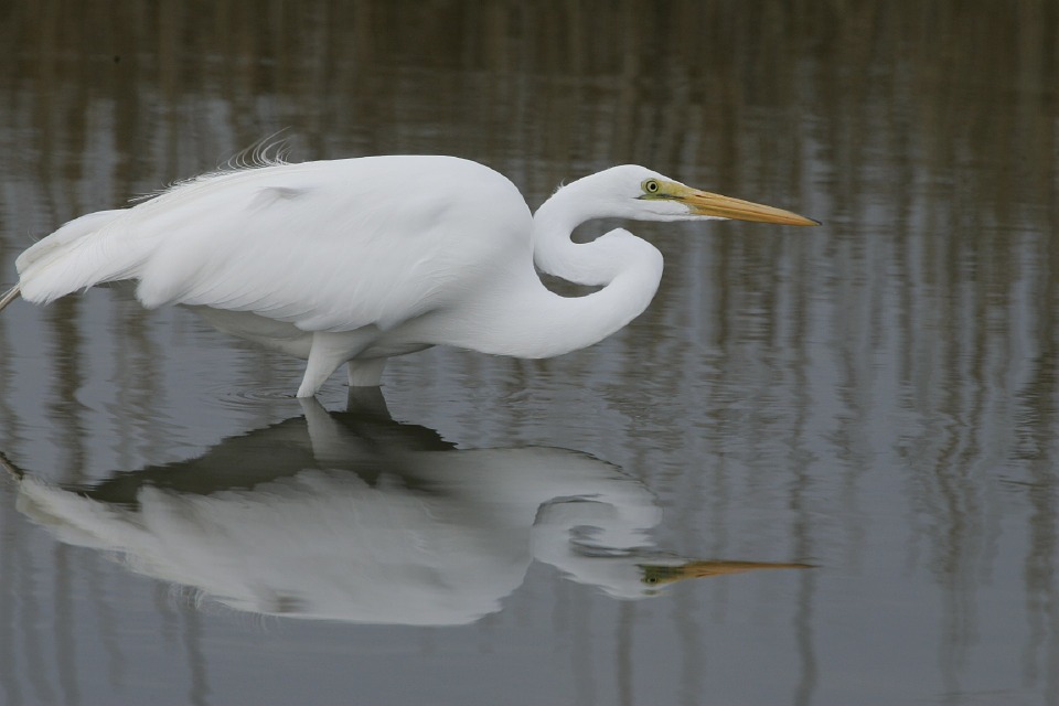 #FeedtheBirds 1: Photo Share: Large white bird in the water with a long yellow bill