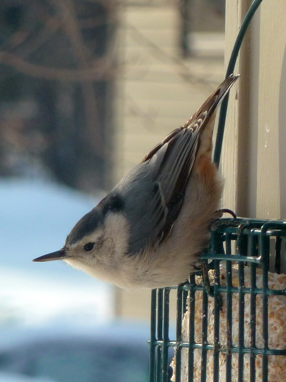 List Of Birds Of Minnesota Minnesota Birds Of Prey Identification