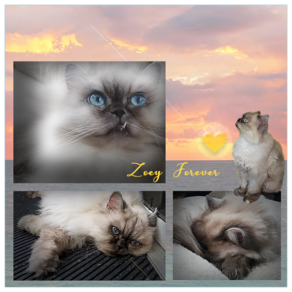 Zoey