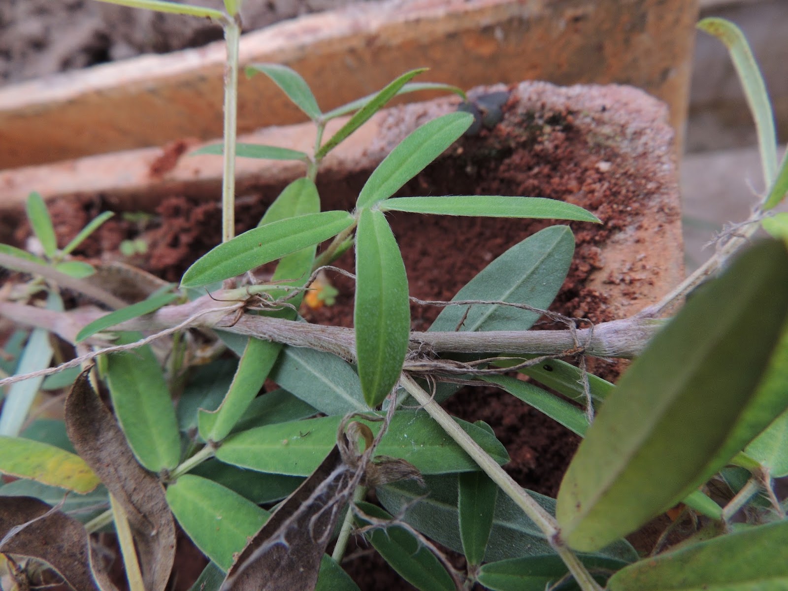 Fabaceae Leguminosae no Brasil Fabaceae Arachis diogoi Hoehne