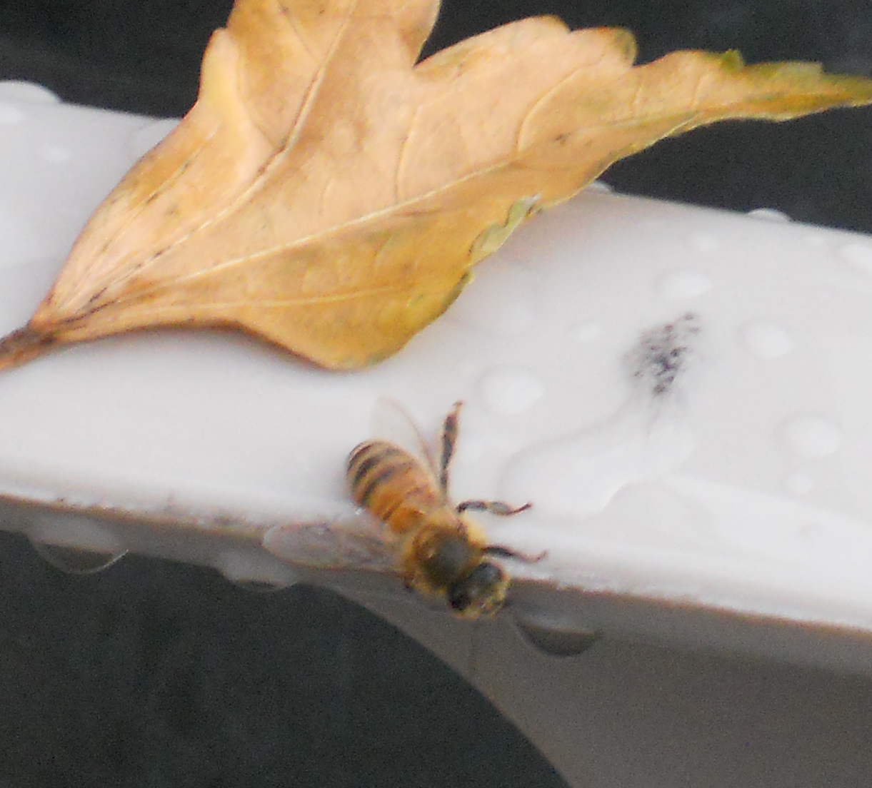 DC Honeybees Bees in the Rain Don't Mess