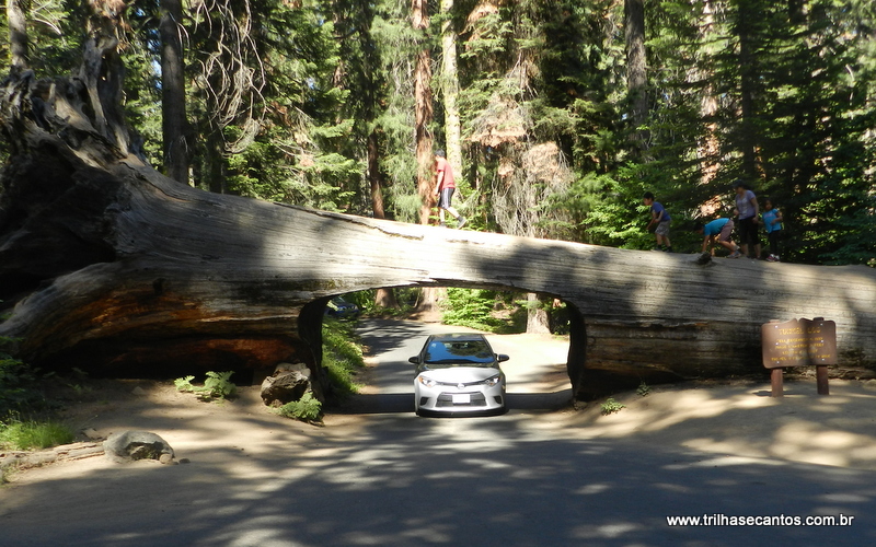 Sequoias Gigantes