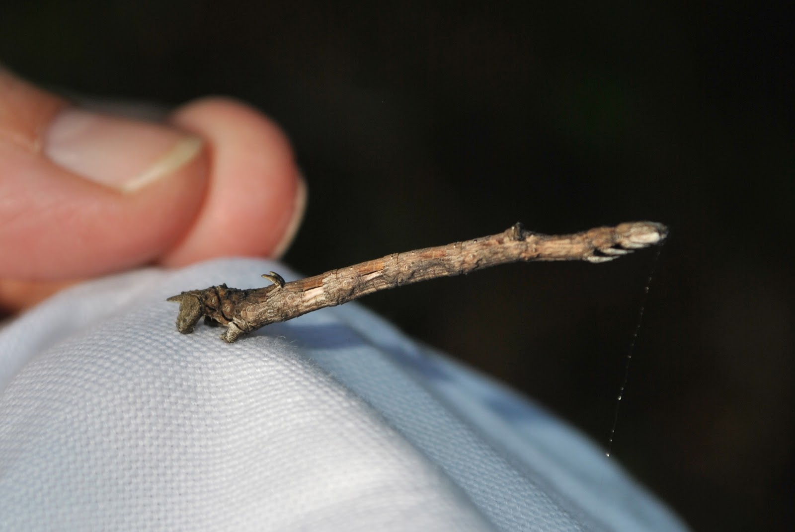 Urban Wildlife Guide: Twig-Mimic Caterpillar