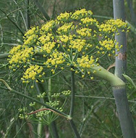 Fennel (Adas)