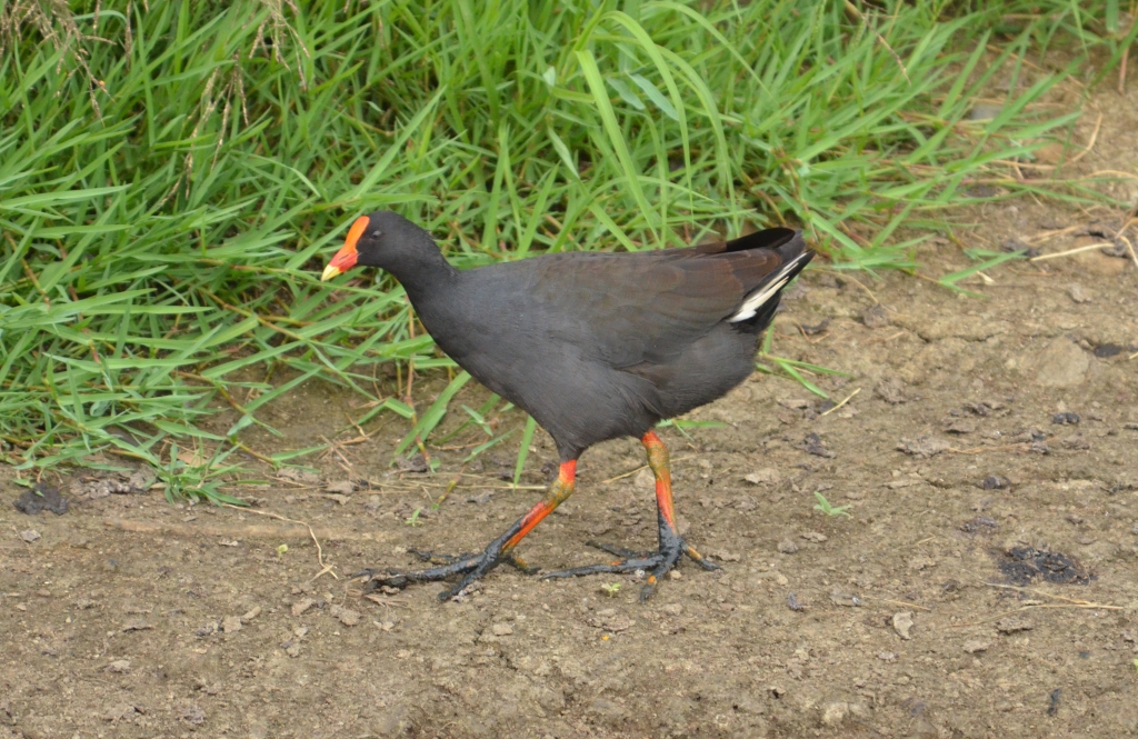 Australian Birds Photography KEUNEA PHOTOGRAPHY A Trip to Bundaberg