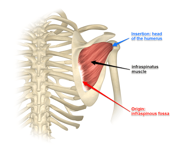 Infraspinatus muscle Medically