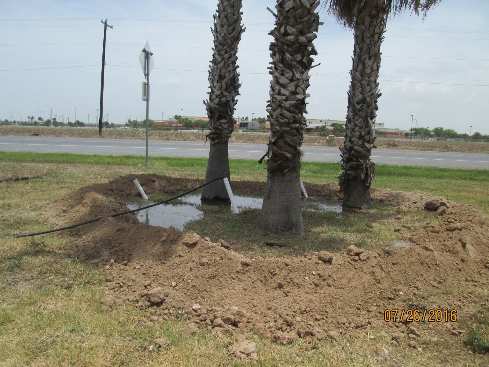 Rio Bravo Subdivision POA Palm Trees Along Military Highway