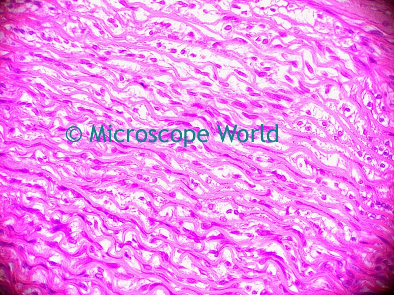 microscope image of aorta, 400x