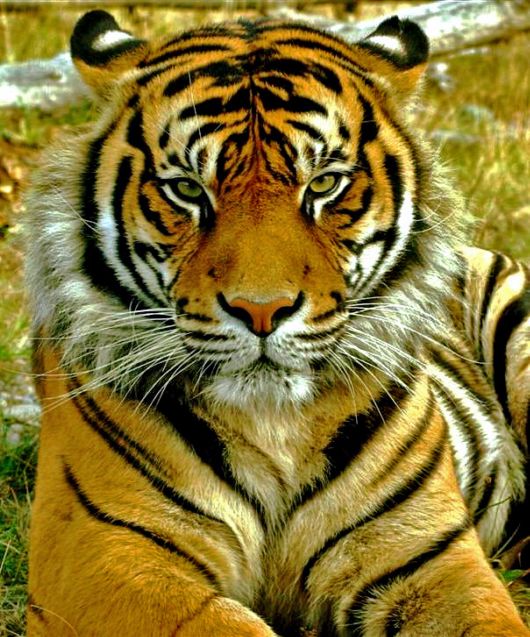 Gambar Harimau Sumatra  Gambar Pemandangan