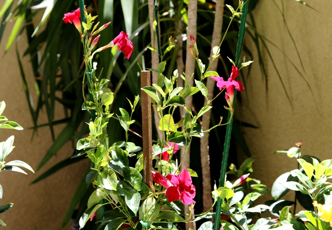 A photo, A thought............ Plant Mandevilla........