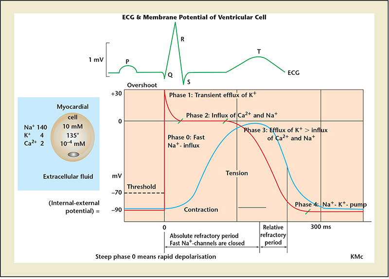 Dr Han Naung @ Henry Han : Electrophysiology and Heart ... diagram of hypernatremia 