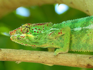 Furcifer pardalis - Caméléon panthère - Endormi Furcifer pardalis - Caméléon panthère - Endormi