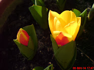 Nes Dutch Tulips 2014