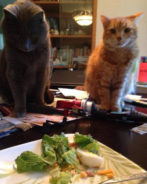 мои коты когда я ужинаю