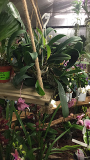 , Mostra delle Orchidee da Cellilli Garden, diarid'orchidee
