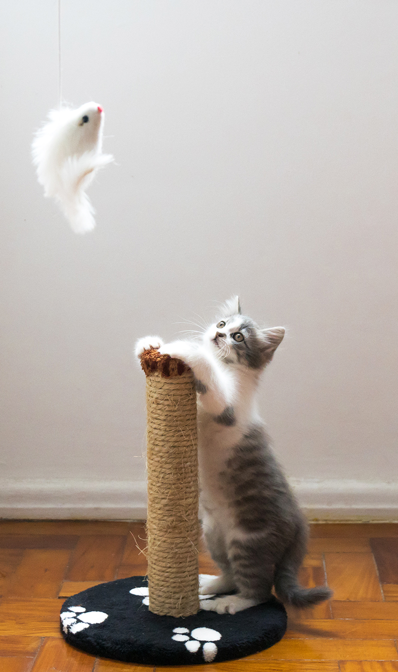 Designing an Enriching Environment for Cats Australian Cat Lover