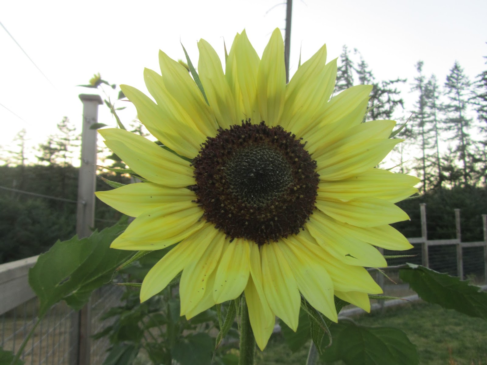 Four Hills of Squash: Giant Primrose Sunflower