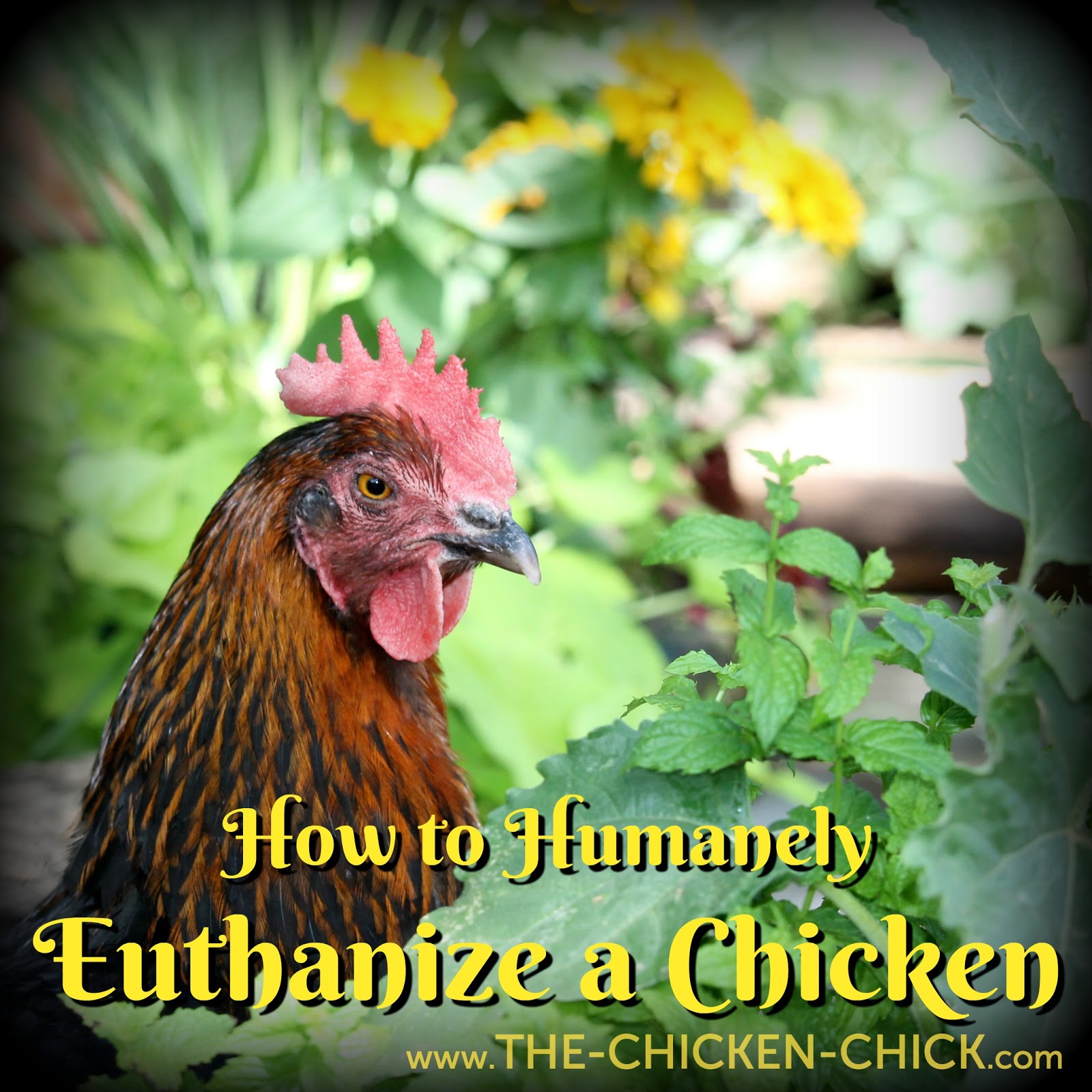 how to euthanize a the chicken 174 how to humanely euthanize a chicken how to euthanize a the chicken 174 how to humanely euthanize a chicken