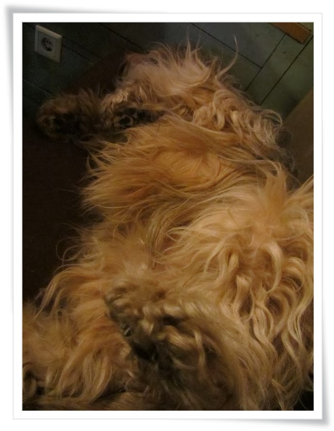 [Hundeblog] Einfach Socke Wenn der Hund aus dem Restaurant kommt&hellip;