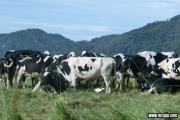 Kundasang di Desa Dairy Farm Mesilau