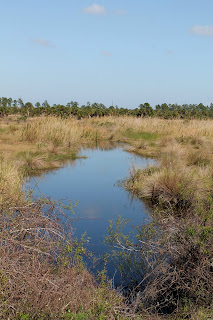 Zonas pantanosas Zonas pantanosas