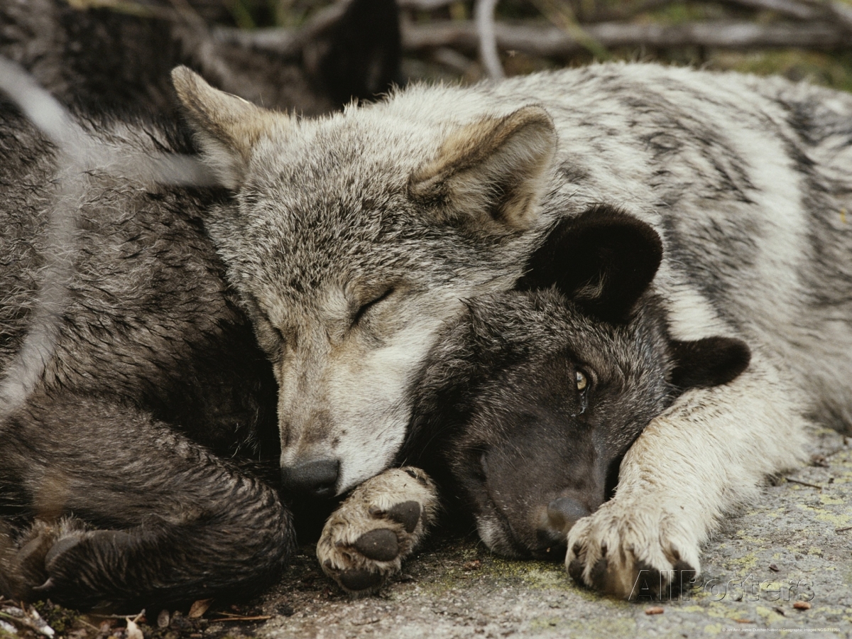 White Wolf These 10 Sleepy Wolves Decided To Use Each Other As Pillows.