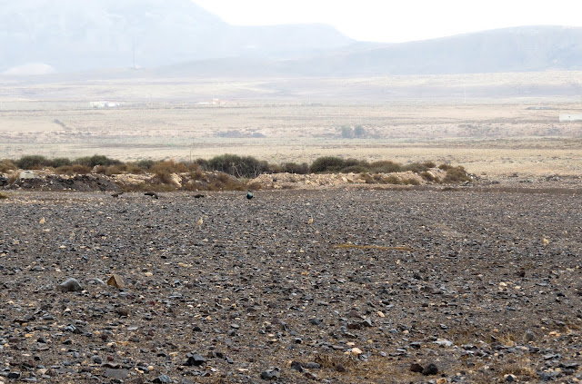 Cream-coloured Coursers - Fuerteventura Cream-coloured Coursers - Fuerteventura