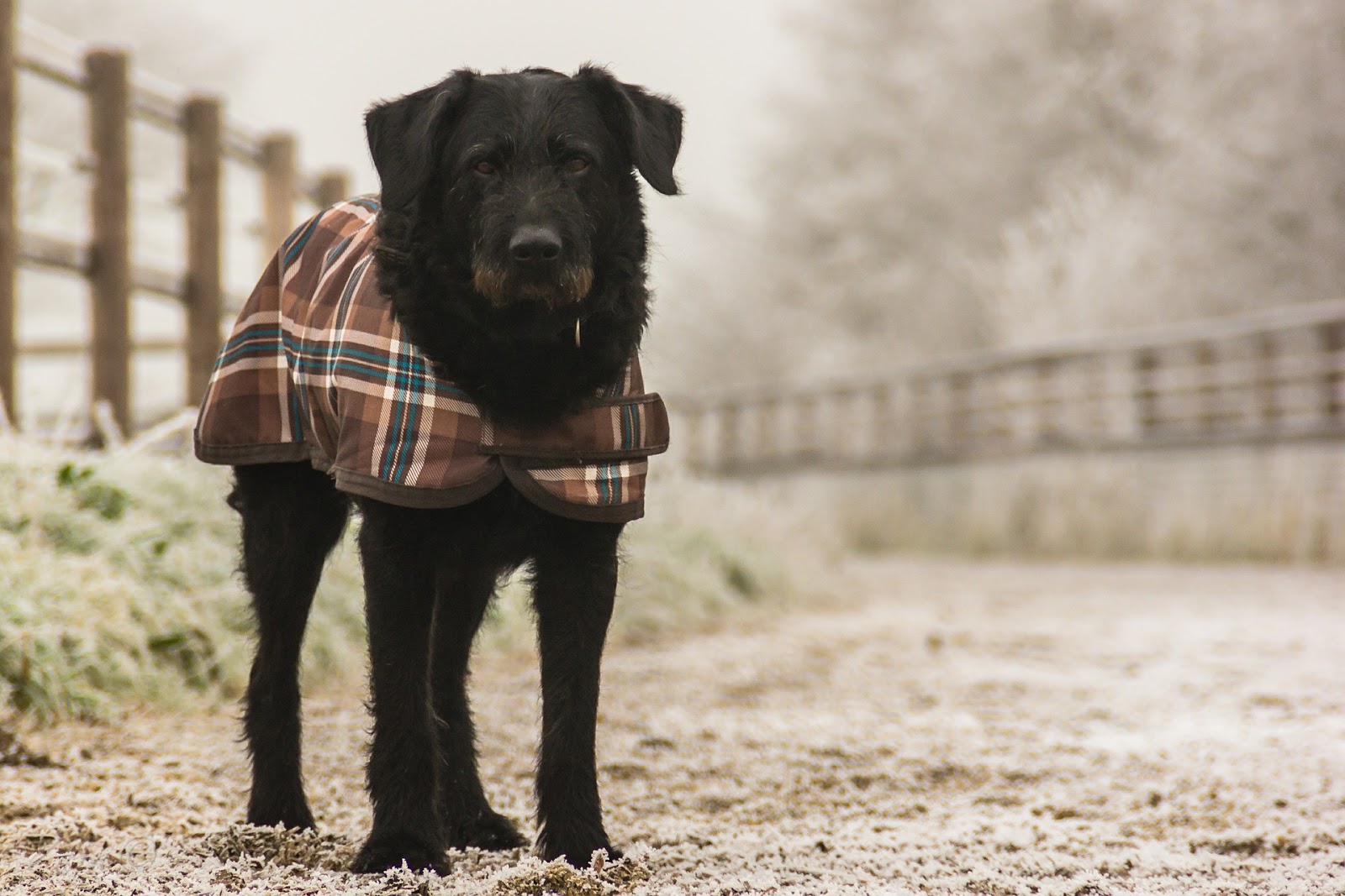 Tips for Walking Your Dog in the Winter