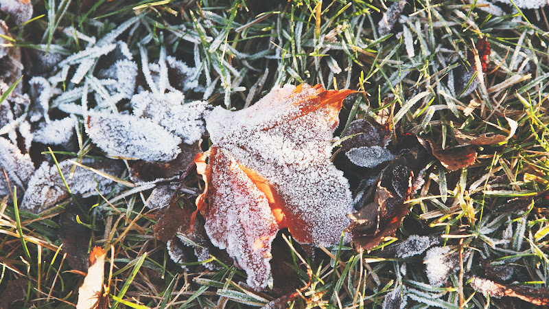 Leaf covered by rime